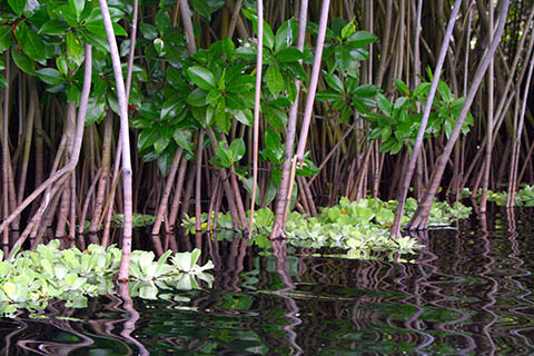 mangrove stock photo